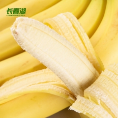 长春湖 云南香蕉 老品种香蕉 新鲜水果河口香蕉